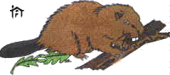beavers1.gif (13612 bytes)